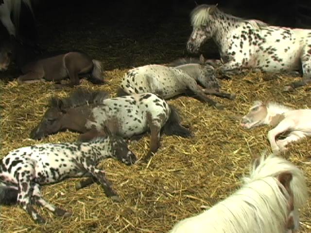 Appaloosa Falabella Babies